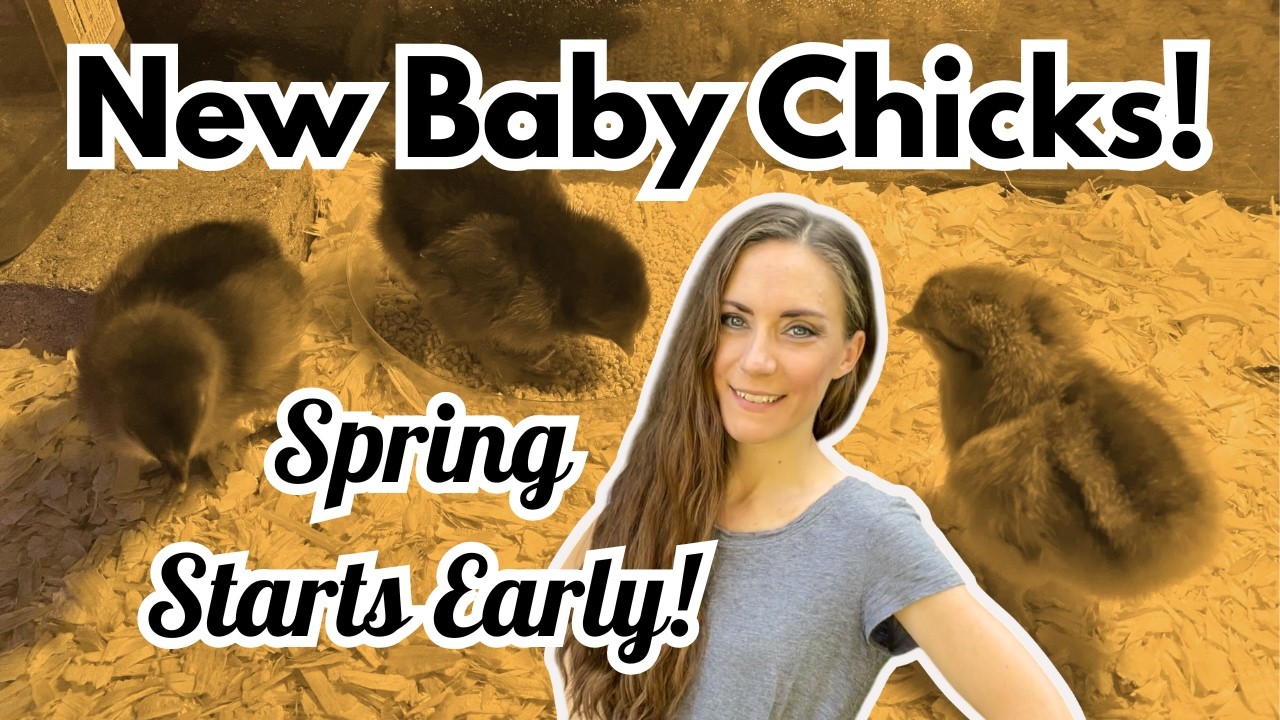 Spring is Coming! Meet My New Baby Chicks 🐥 | Brooder Setup + New Chicken Breeds