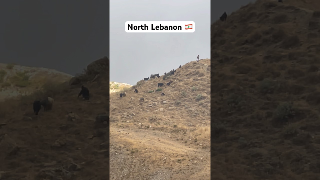 North Lebanon 🇱🇧 #shortvideo #northlebanon #lebanon