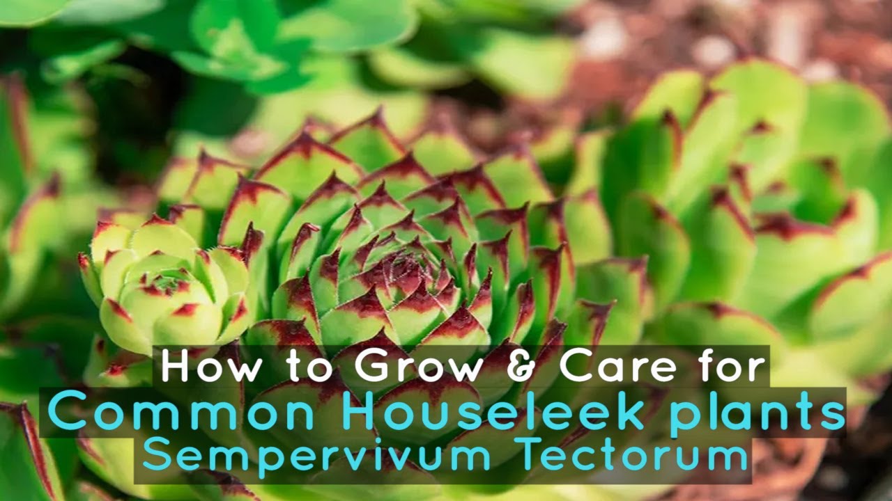 How to Grow & Care for Common Houseleek plants | Sempervivum Tectorum