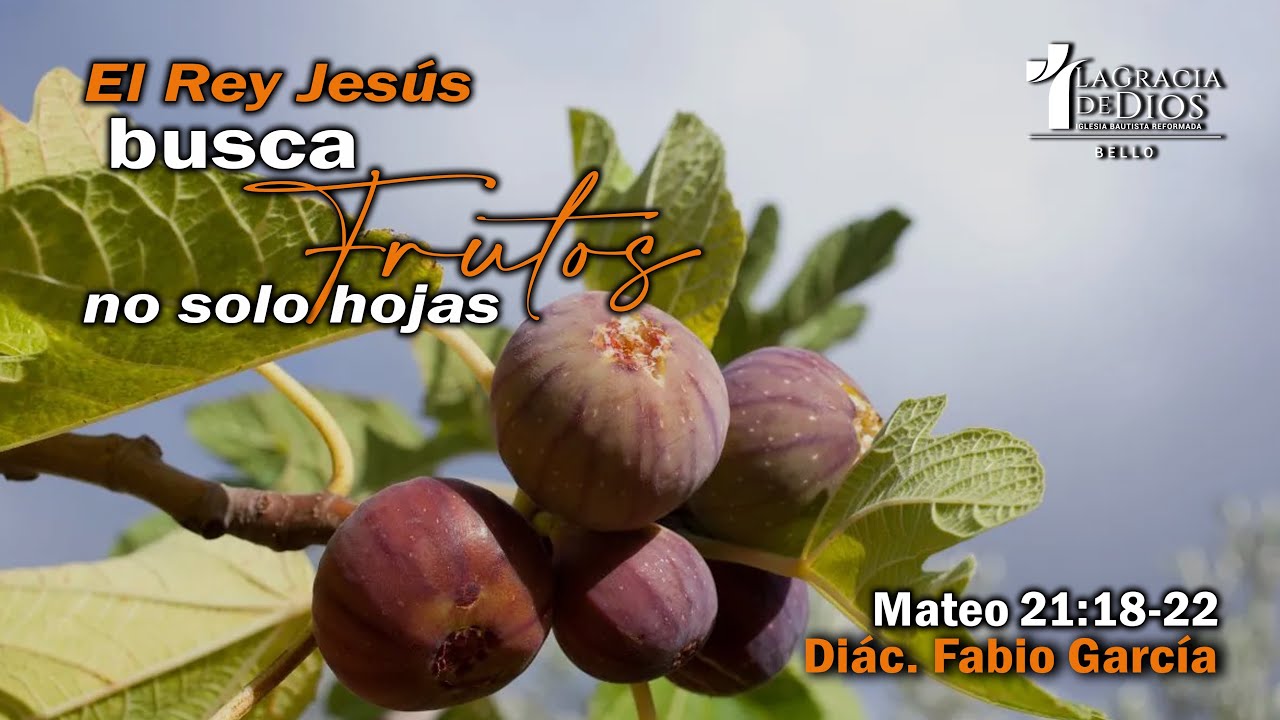El Rey Jesús busca frutos no solo hojas | Mateo 21:18-22 | Diác. Fabio García