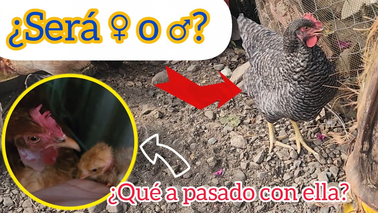 ¡¡Me tiene confundida 🧐!! #gallinas #granja #barrados #brahma 