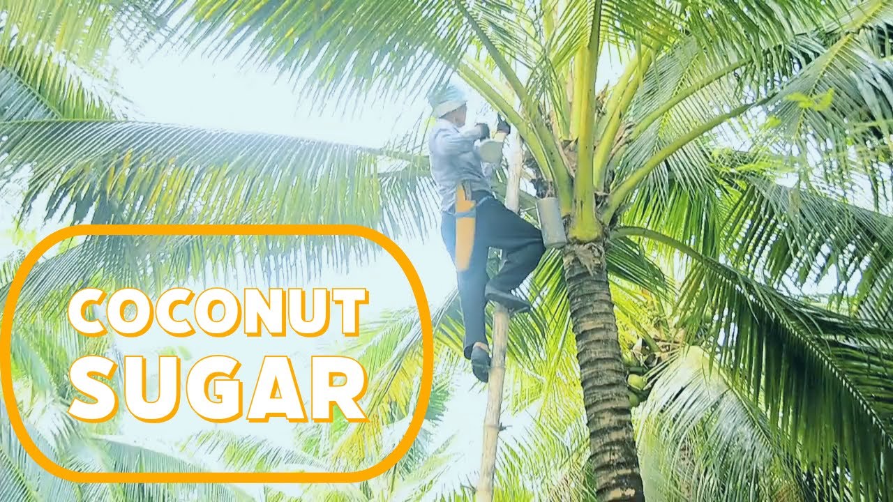 Traditional Coconut Sugar Making| Harvesting Nectar from Coconut Trees and Processing Natural Sugar