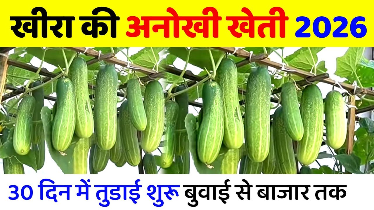 खीरा की खेती से लाखों की कमाई | Cucumber Farming Full Guide | Seed to Harvest in hindi | ककड़ी 