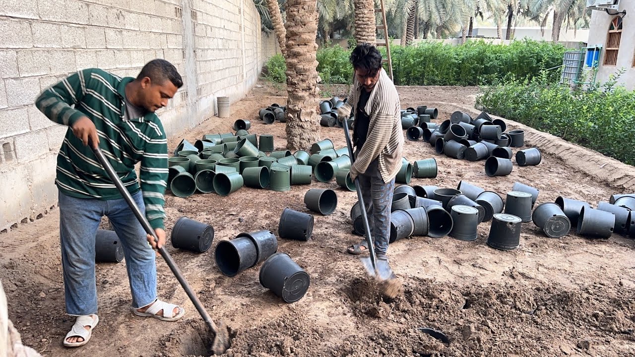 طريقة تركيب المراكن لزراعة شتلات اللوز الحساوي