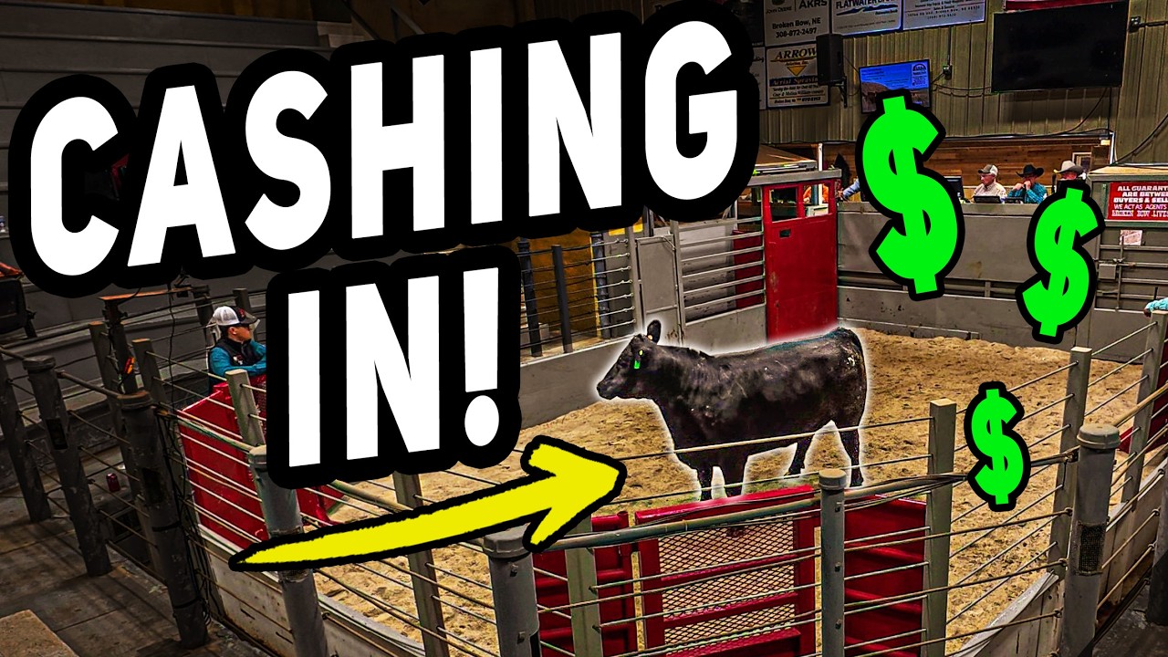Selling Fat Cattle at Auction (Small Scale Feedlot)