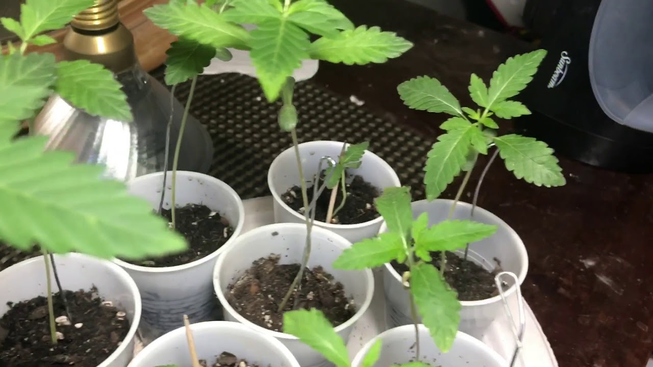Intro to the D.I.Y. Cannabis channel!!!!