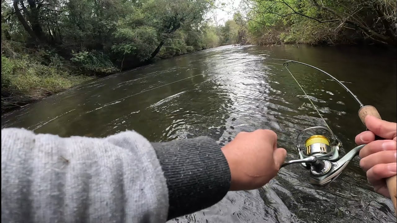 Truchas muy activas, atacan todo lo que lanzamos. (Pesca, sur de Chile, región de los rios)