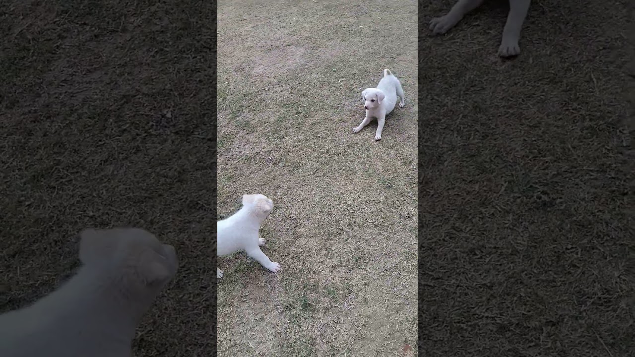 cute puppy  