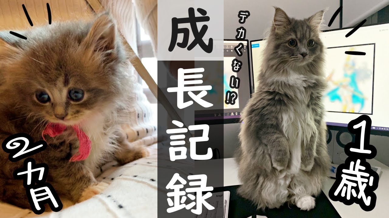 【０歳→１歳】お迎えしてから約１年、こんなにおっきくなるの！？サイベリアンの成長記録