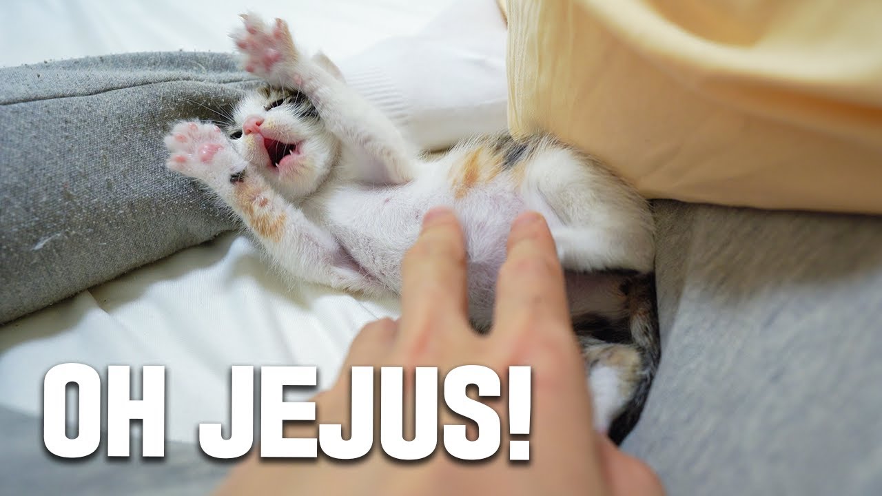 Every time I Touch the Baby Kitten, She's Dying of Joy