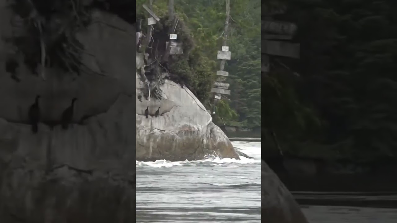 Rare Island Floating on the Vancouver Island Wild Side Trip #shorts #nature #wilderness #exploring