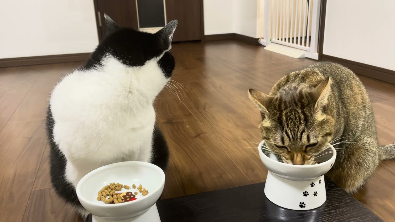 1752 20260123 夜ごはん Enjoy your meal, Bon appetit
