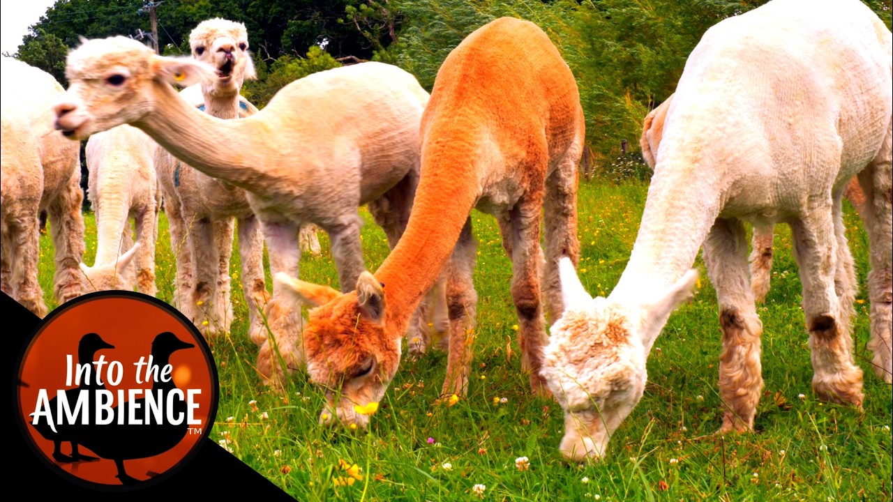 Relax with The Alpacas - Featuring Chicks, Chickens, Ducks - Nature Relaxation Video 4k