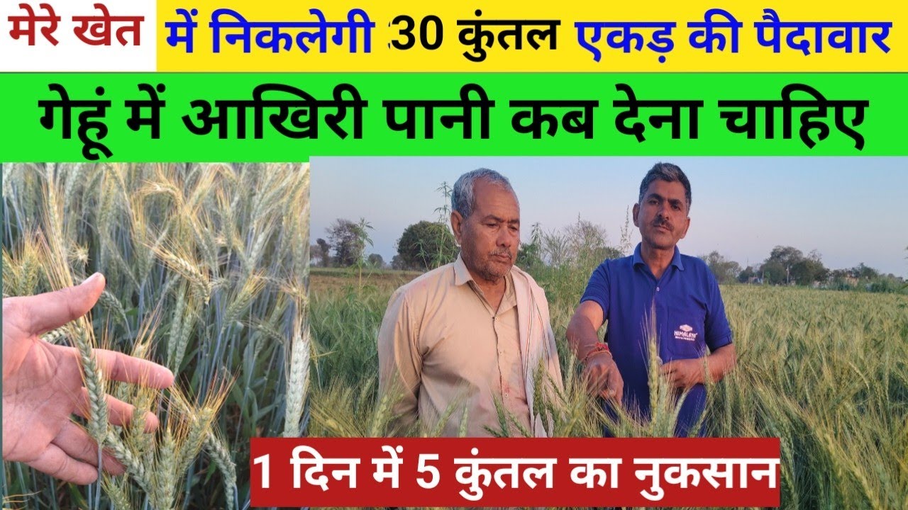 गेहूं में आखिरी पानी कब देना चाहिए//जरा सी भूल एक दिन में 5 कुंतल का नुकसान//फ्री में बढ़ाएं पैदावार