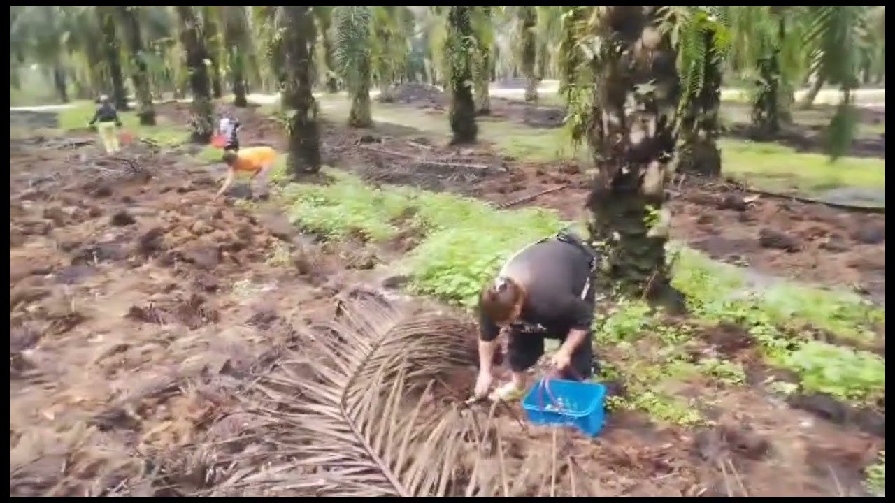Selamat pagi semua, ngigak kulat sawit kami sebuah pagi tok