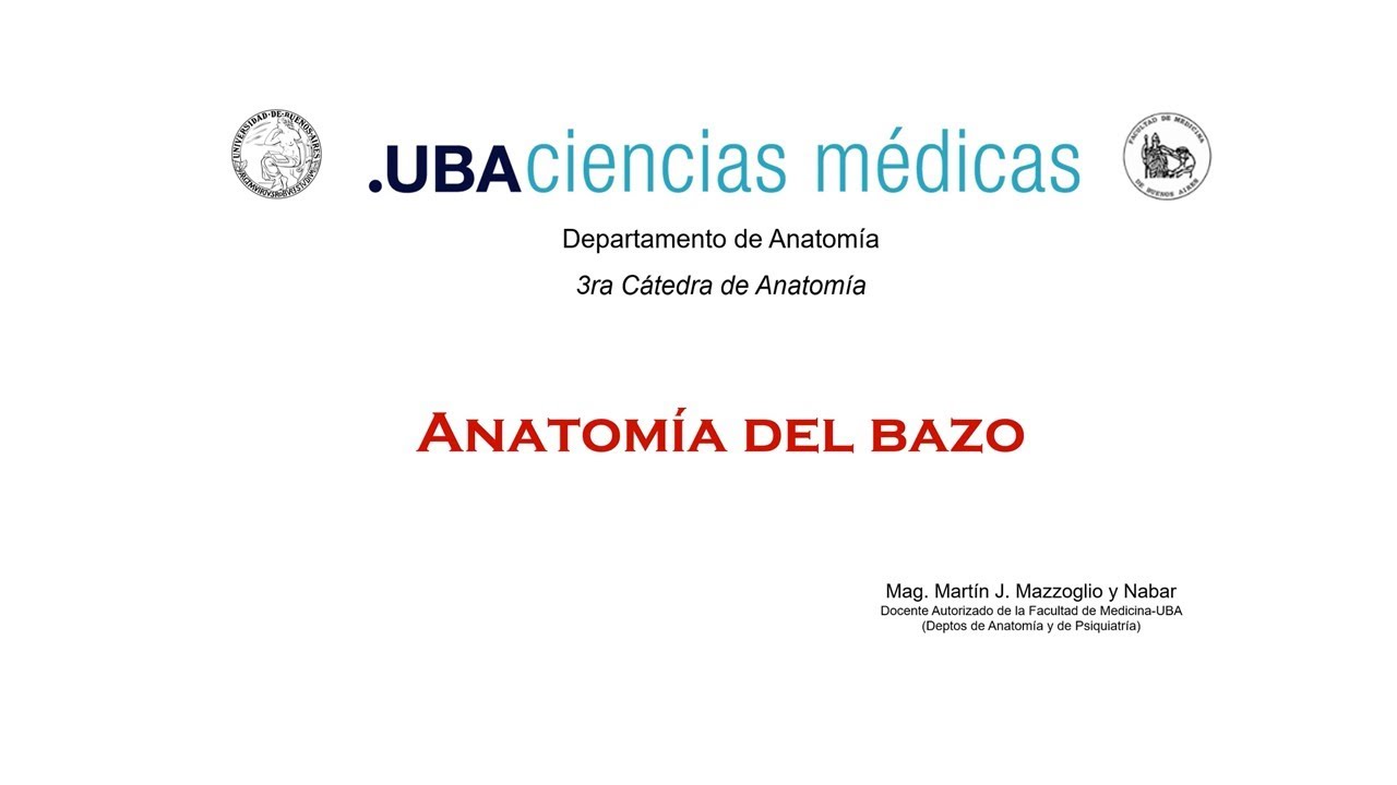 ANATOMÍA DEL BAZO. JTP martín Mazzoglio y Nabar
