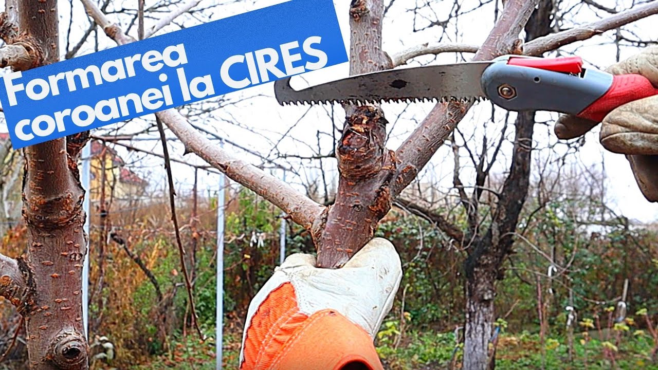 TAIERILE de formare a coroanei la CIRES
