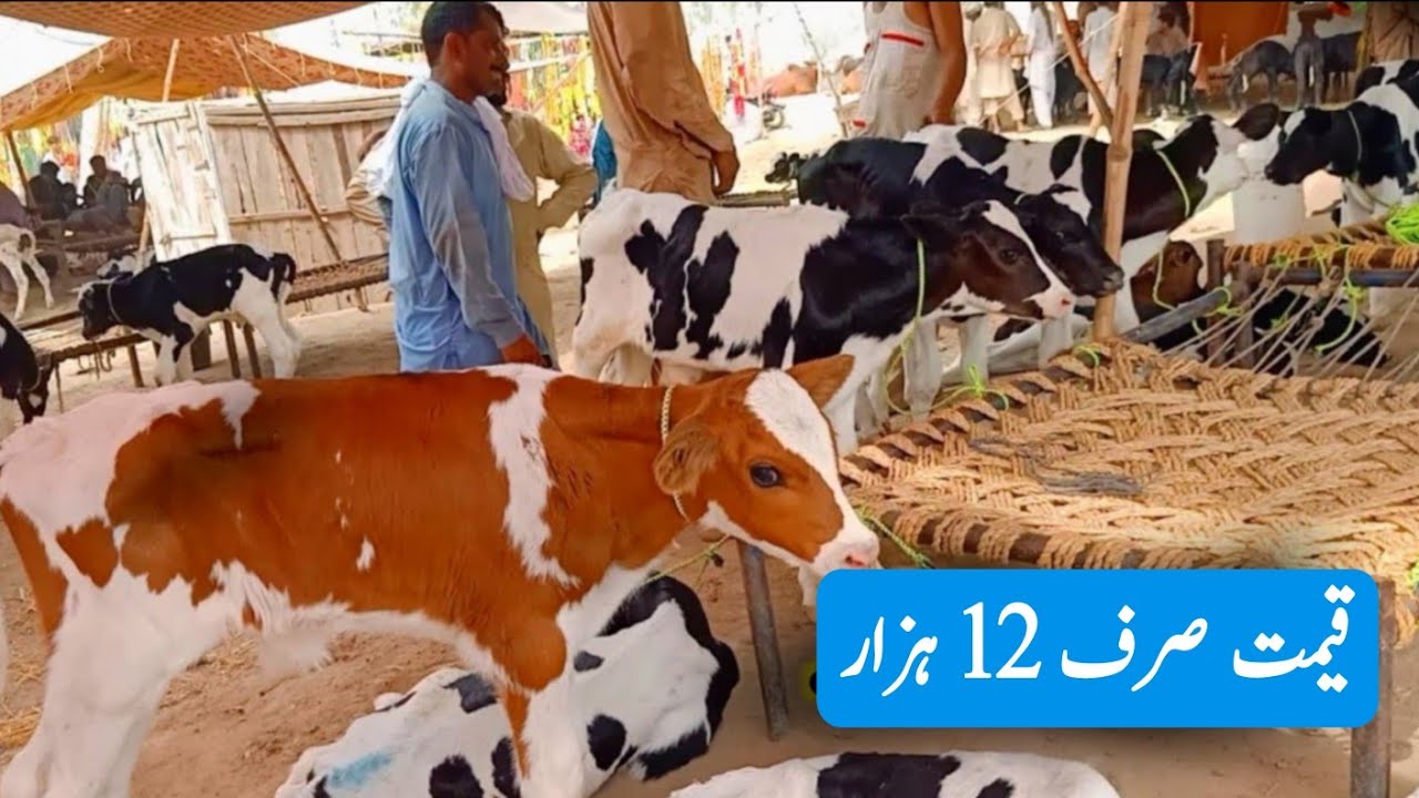 Cow Baby Calf In Pushu Mandi Punjab-One Day Calf Farming - Today Malumor Mandi Latest Update