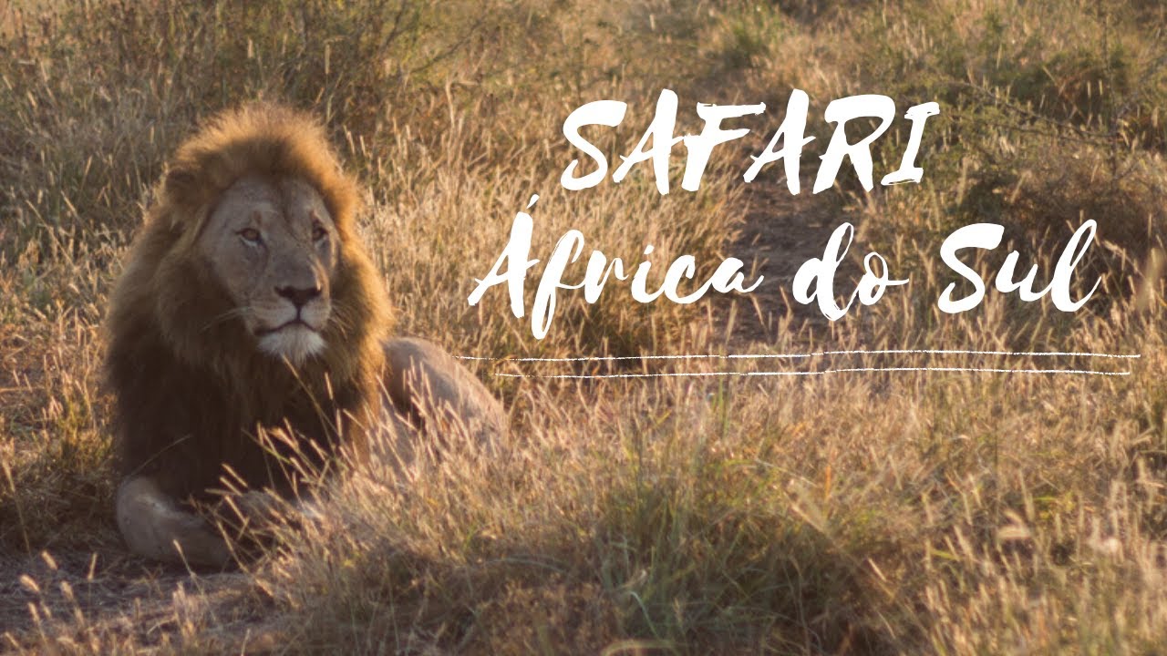 SAFARI na ÁFRICA DO SUL tudo que você precisa saber | KRUGER, PILANESBERG E MADIKWE