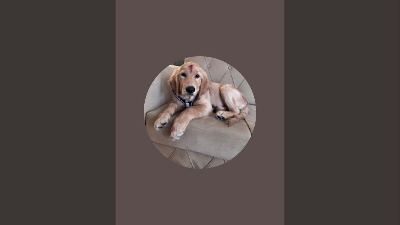 Simbalove💞 masti💞🧿🐶