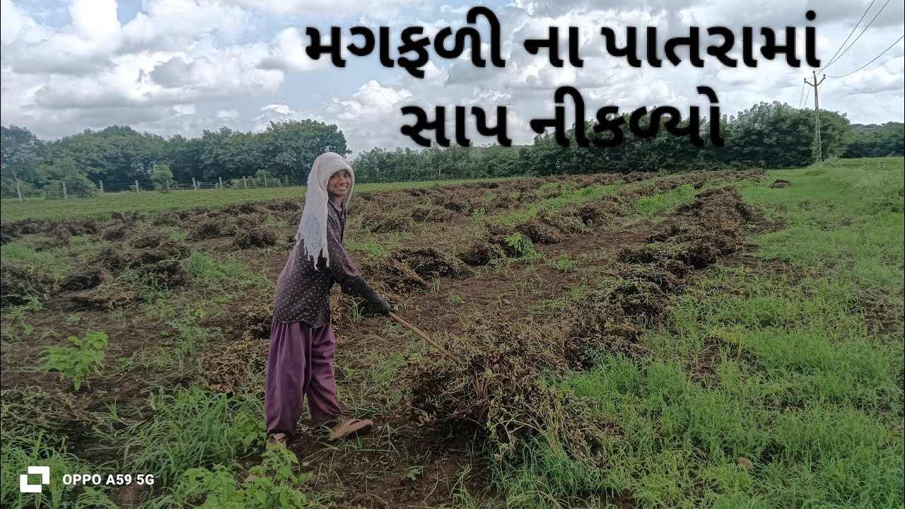 મગફળી ના પાથરા ફેરવવા ગયા પાથરા ની અંદર થી સાપ નીકળ્યો 