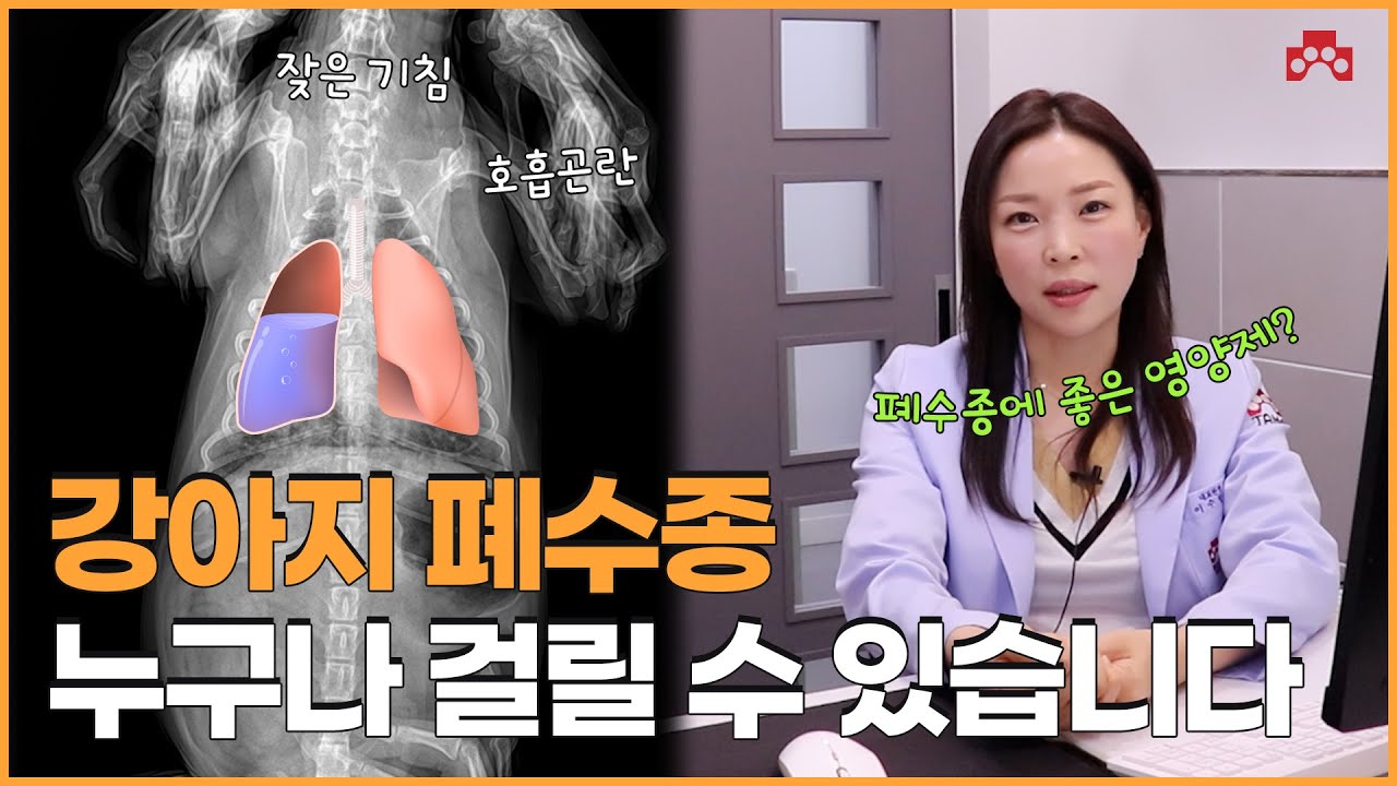 강아지 폐수종 이건 꼭 알아두세요!! 폐수종 증상, 관리방법
