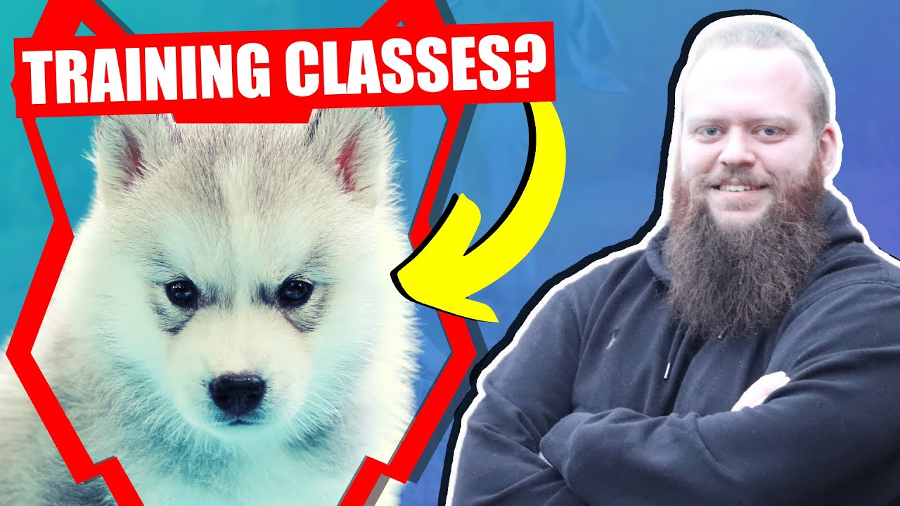 SHOULD MY SIBERIAN HUSKY GO TO PUPPY TRAINING CLASSES