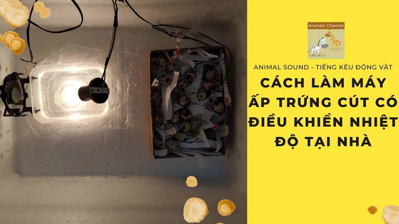 Cách Làm Máy Ấp Trứng Cút Lộn Tại Nhà Có Điều Khiển Nhiệt Độ - Quail Incubator With Temp Control