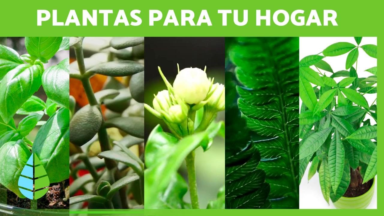 5 PLANTAS que ATRAEN el DINERO a tu hogar 🌿💰 (Nombres y Cuidados)