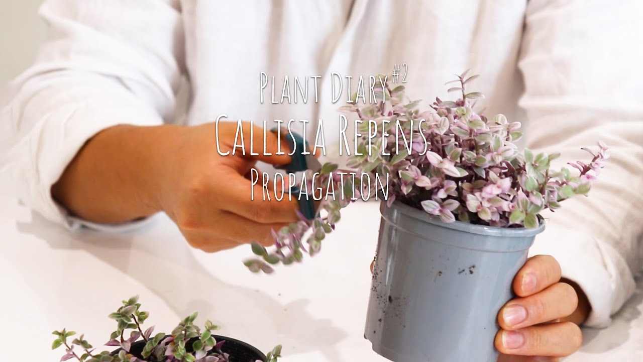 Plant diary | Callisia repens pink lady propagation 1month result, Callisia repens pruning and care