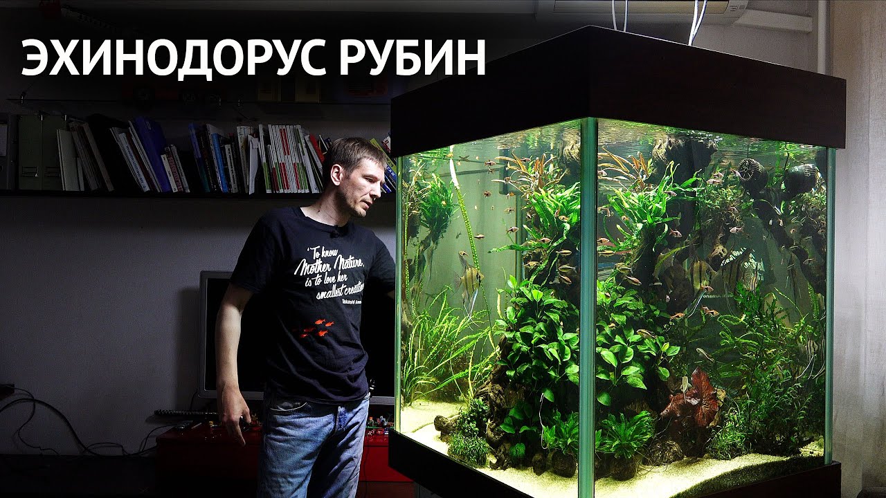 Эхинодорус Рубин. Спасаем кубик