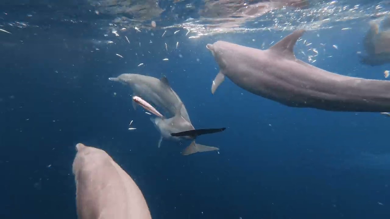 Dolphins in Misool