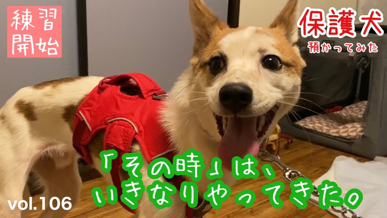 【保護犬預かり】突然、散歩トレーニング開始のタイミングがやってまいりました