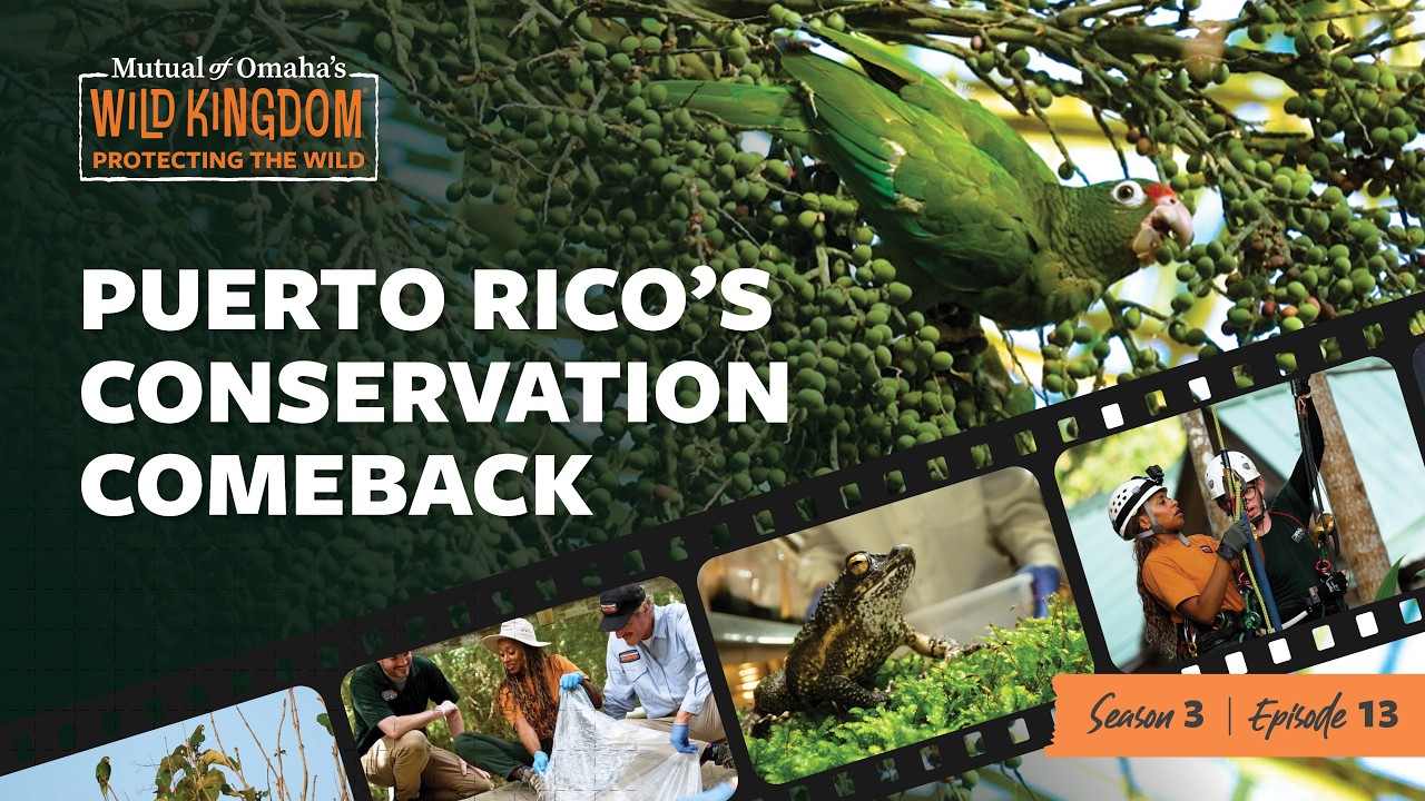 What's So Special About the Puerto Rican Crested Toad?