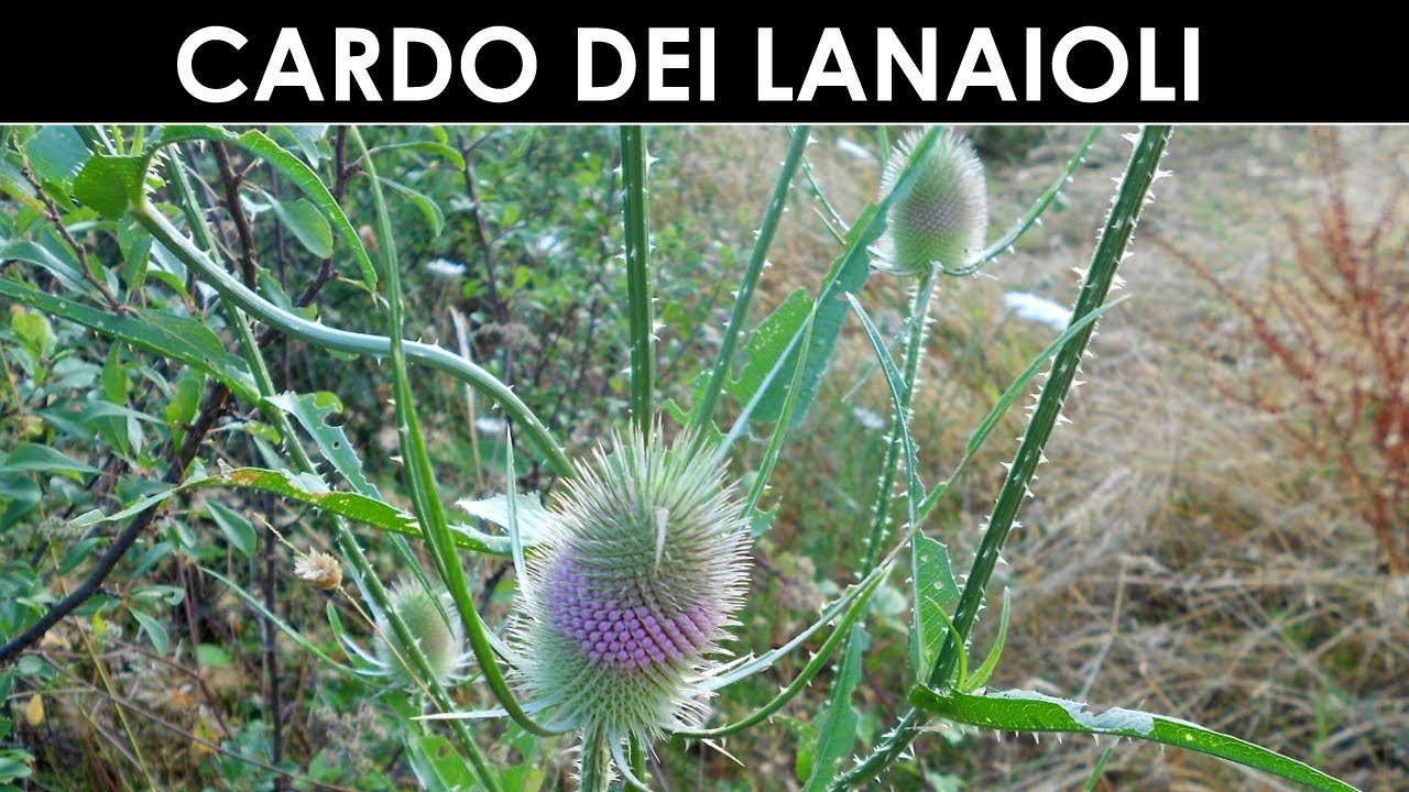 VErba Volant - Il cardo dei lanaioli