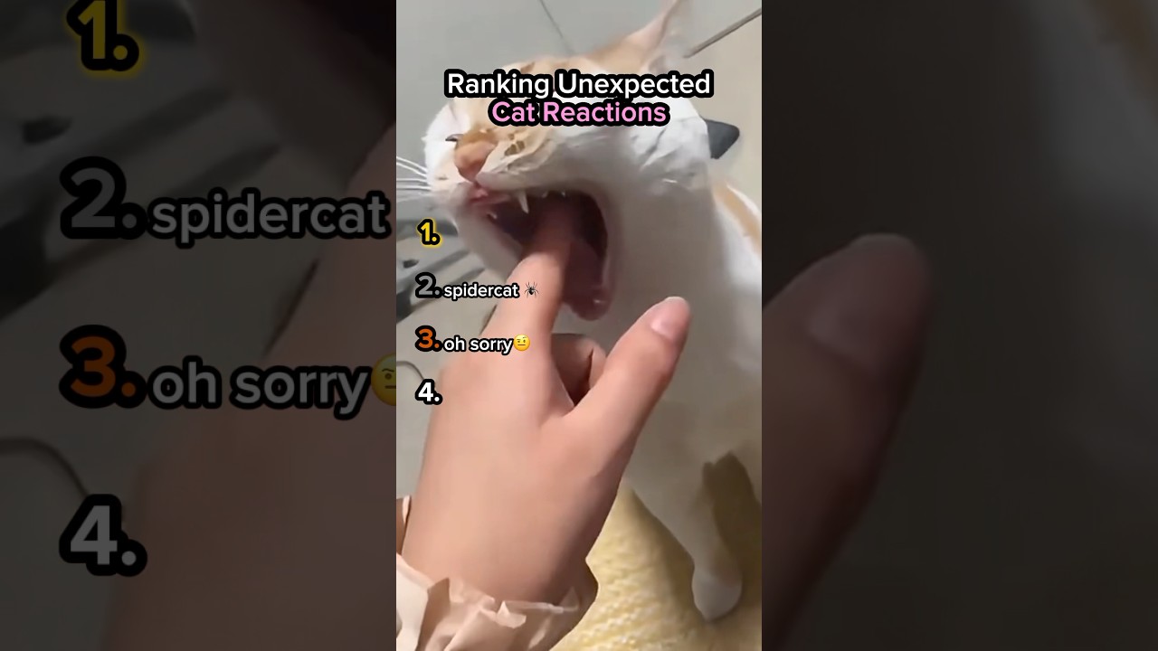 Ranking Unexpected Cat Reactions🤣