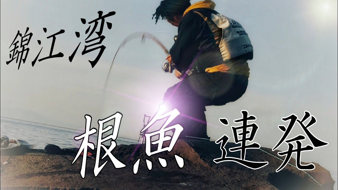 【クエ釣り石鯛釣り】鹿児島錦江湾でブッコんだら根魚連発！！　　　#dancer釣り部 #fishing #アラ釣り #クエ釣り#石鯛釣り#鹿児島釣り#錦江湾釣り