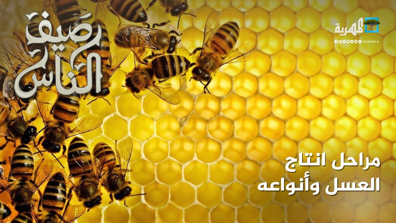 تعرف إلى مراحل إنتاج العسل وأنواعه