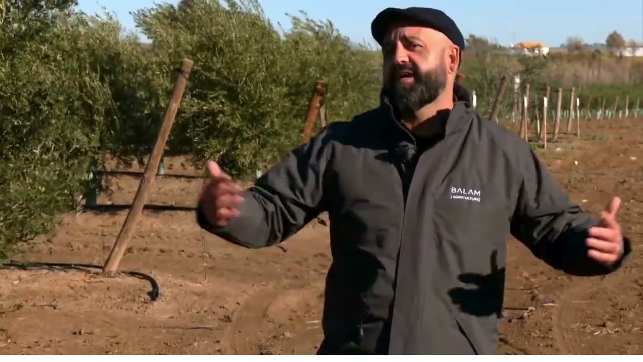 Sultana, la nueva variedad de aceituna que viene a revolucionar el olivar en alta densidad