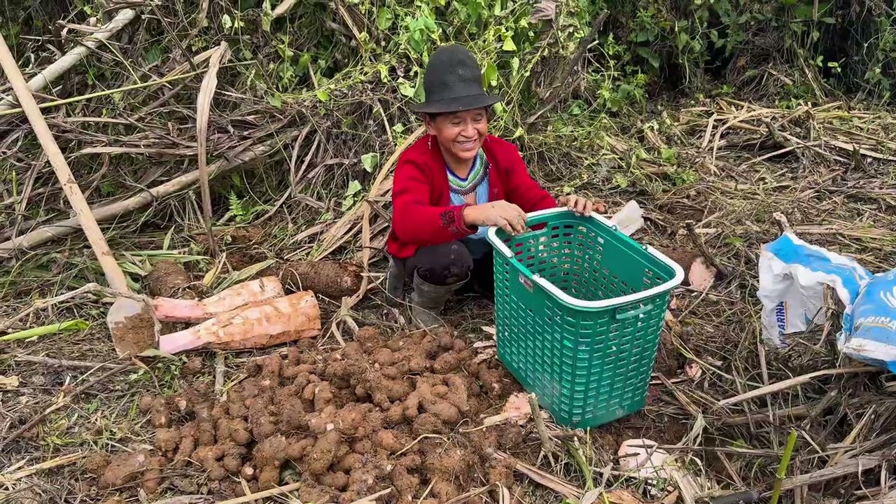 Cosechando papas en una huerta abandonada por años.