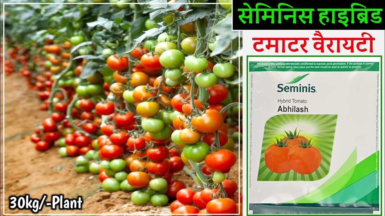 Tomato | Tamatar ki kheti | seminis   Abhilash | Hybrids Tomato Variety
