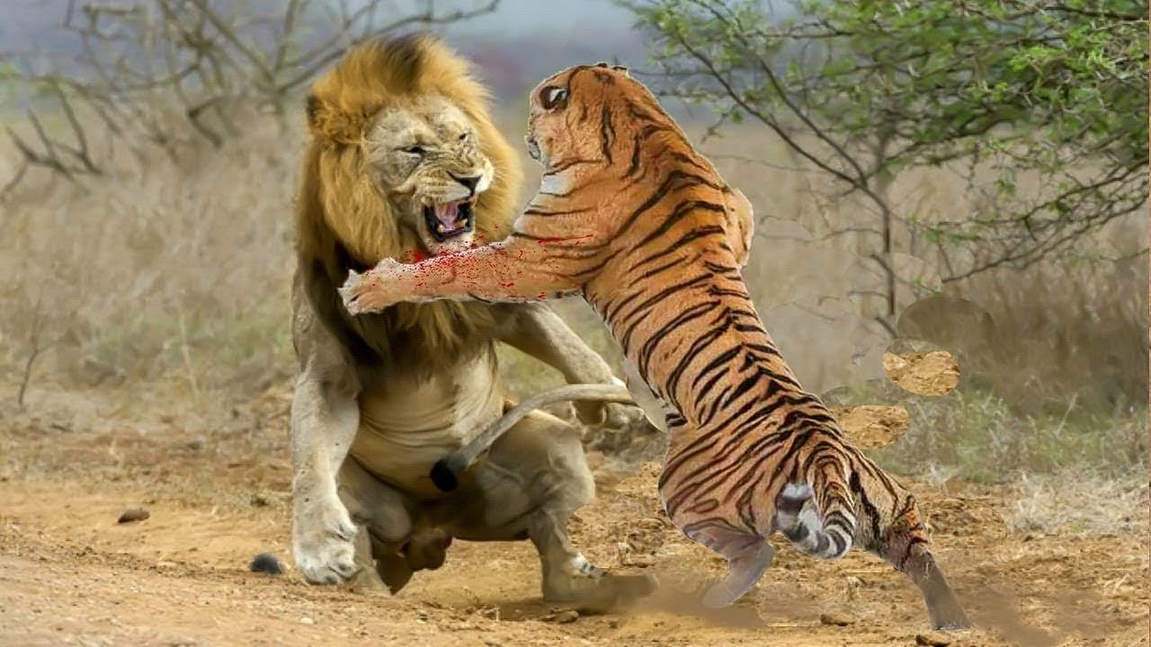 LE&Oacute;N vs TIGRE | 10 peleas reales captadas en c&aacute;mara