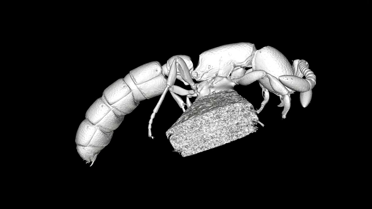 3D rotation video of Zasphinctus obamai sp. n. holotype worker