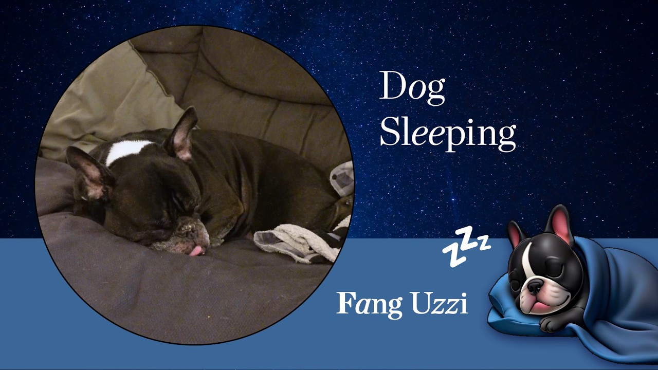 Dog Sleeping | Fang's Nap