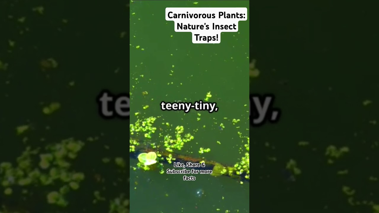 Carnivorous Plants: Nature's Insect Traps! 