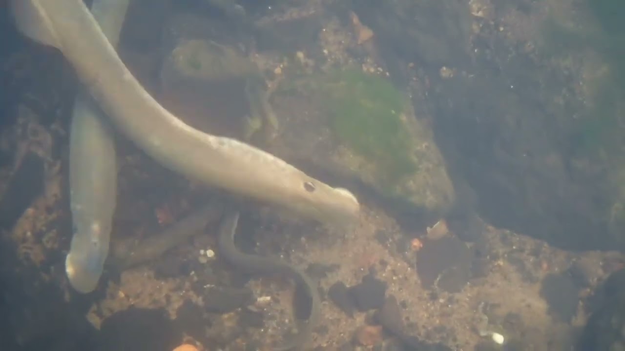 Brook and River Lamprey 