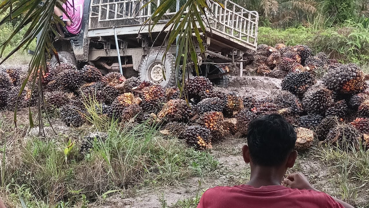 AlhamdulillahWasyukurillah; TetapBersyukurMeskipunKondisiCuacaKurangBersahabatPANEN'SAWIT