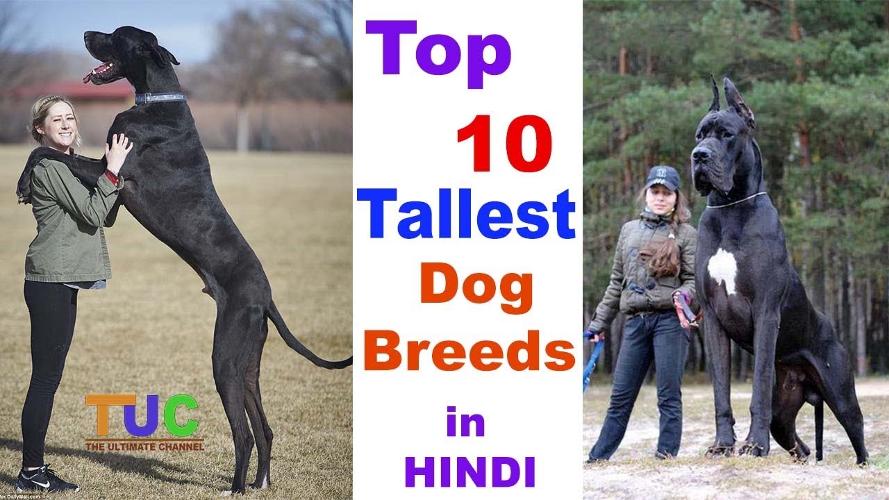 Top 10 Tallest Dog breed In HINDI : Tallest Dogs : TUC : The Ultimate Channel
