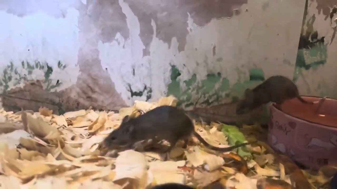 Breeding mice #mice  #animals  #breeding 