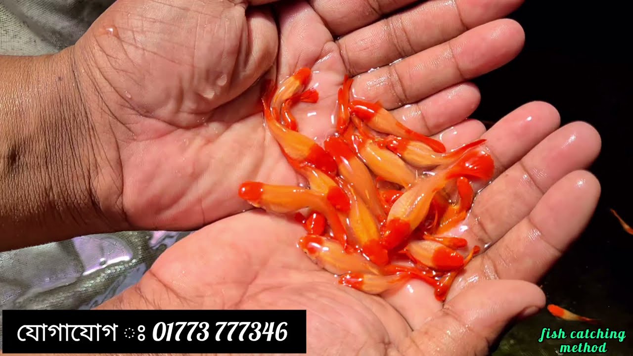রঙিন মাছের চাষ করে স্বাবলম্বী হলেন সুজন ভাই | রঙিন মাছ | Color Fish | Fish Farm Rajshahi,Charghat.